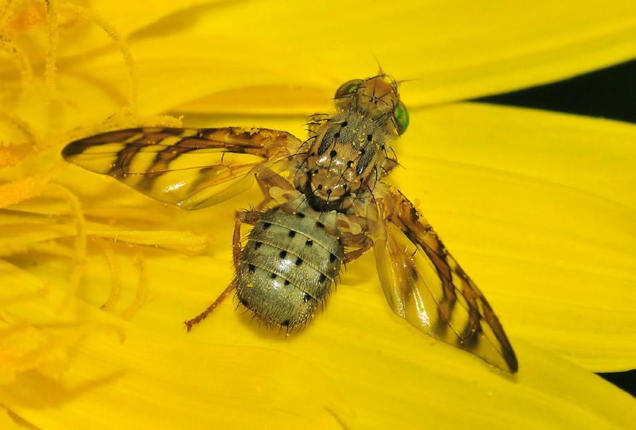 Thephitidae: Maschio di Orellia sp.